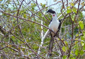 Nashornvogel am Wegesrand