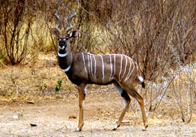 Kuduantilope am Highway B 108