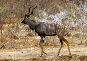 Kuduantilope am Highway B 108