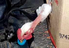 Das durstige Huhn