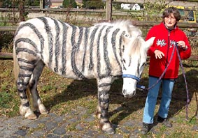 Zebra