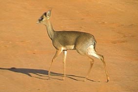 Dik-Dik