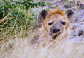 Hyena