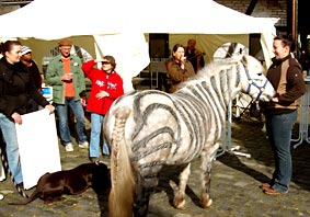 Wo ist das Knie beim Pferd