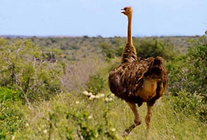 Ostrich
