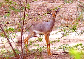 Dikdik