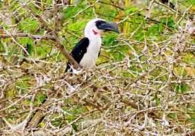 Nashornvogel