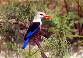 Graukopfliest (Eisvogel) 
