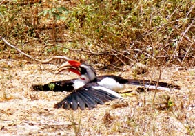 Decken-Toko (Nashornvogel, M&auml;nnchen) 