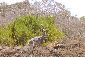 Gro&szlig;er Kudu