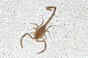 Skorpion